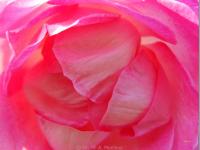 LOVE
<br>
Blüten-Botschaft: Ich wärme das Herz. | Dieses leuchtende Blütenbild strahlt die Kraft der reinen Liebe aus. Wie eine schützende göttliche Hand umarmt es mit seiner hochschwingenden Energie Herz und Seele und vermittelt ein wunderbares Gefühl von Geborgenheit im Sein. Dieses Blütenbild ist besonders für Neugeborene und Kleinkinder segensreich sowie für das innere Kind in uns Erwachsenen.
|
Größe: 100 x 75 cm und 80 x 60 cm