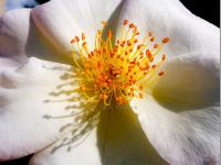 REINHEIT
<br>
Blüten-Botschaft: Ich strahle das Licht des Lebens aus. | Die lichte, strahlende Kraft dieser Blüte wirkt stimmungsaufhellend, harmonisierend und energetisch reinigend. Sie vermittelt die Essenz von Schönheit, Reinheit des Herzens, Unschuld und Vertrauen in das Leben. Mit seiner klaren Essenz strahlt dieses Blütenbild eine Atmosphäre von unbeschwerter Leichtigkeit, Lichtkraft und Frische aus. 
|
Größe: 100 x 75 cm und 80 x 60 cm