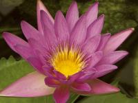 HARMONY
<br>
Blüten-Botschaft: Ich vermittle Freude am Tanz des Lebens. | Die lichte, strahlende Wirkung dieser Blüte erhellt die Seele und fördert innere Harmonie und Lebensfreude. Ihre feine, heitere Ausstrahlung lädt ein, sich dem Tanz des Lebens zu öffnen und weckt die Energie von Freude, Liebe und Begeisterung dem Leben gegenüber. 
|
Größe: 90 x 60 cm und 120 x 80 cm