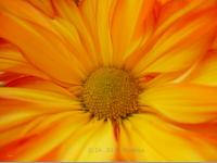 DIVINE FIRE
<br>
Blüten-Botschaft: Ich strahle das Göttliche Licht aus. | Dieses leuchtende Blütenbild enthält das göttliche Licht als Urschwingung der Schöpfung. Die intensive Licht- und Leuchtkraft dieser Blüte wirkt anregend und belebend, kann die Seelenkraft, Kreativität und Inspiration wunderbar unterstützen und die Verbindung zum göttlichen Ursprung stärken.
|
Größe: 80 x 60 cm und 100 x 75 cm