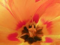 HEITERKEIT
<br>
Blüten-Botschaft: Ich leuchte wie eine Sonne in dein Herz hinein. | Wie eine Sonne weckt die leuchtende Kraft dieser Blüte die Lebensfreude. Ihre heiter-sonnige Ausstrahlung hellt das Gemüt auf und regt dazu an, das Leben spielerisch, fantasievoll und mit Begeisterung anzugehen und sich an den schönen Dingen des Lebens zu erfreuen.
|
Größe: 90 x 60 cm und 75 x 50 cm