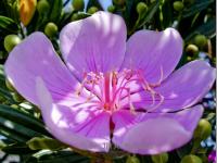 VIOLET LIGHT
<br>
Blüten-Botschaft: Ich verströme den Frieden des Herzens. | Die harmonische Essenz dieser Blüte schenkt der Seele Geborgenheit und unterstützt zugleich kraftvoll innere Transformationsprozesse. Die ausgleichende, harmonisierende Schwingung dieses Blütenbildes ist hervorragend geeignet, um das innere Gleichgewicht zu stärken, Herzensfrieden zu finden sowie ruhige Ausgeglichenheit zu fördern. 
|
Größe: 80 x 60 cm und 100 x 75 cm