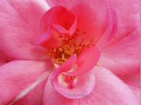 SEELENFREUDE
<br>
Blüten-Botschaft: Ich leuchte in Herz und Seele hinein. | Die sanfte Leuchtkraft dieser Blüte umarmt das Herz und nährt die Seele. Sie wirkt wie eine Umarmung beruhigend, liebevoll stärkend und harmonisierend. Ihre sanfte Schwingung und Farbharmonie kann das innere Gleichgewicht tiefgreifend stärken, emotionale Heilprozesse unterstützen und die Verbundenheit mit der eigenen Seele fördern.
|
Größe: 80 x 60 cm und 100 x 75 cm