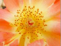 HERZENSLICHT
<br>
Blüten-Botschaft: Ich nähre das Licht des Herzens. | Diese strahlende Rosenblüte stärkt mit ihrer feinen, heiteren Schwingung Gemüt und Seele. Die Lichtkraft dieser Blüte kann tiefgreifend harmonisierend wirken und die Verbindung zur eigenen Seele fördern. Ihre lichtvolle Schwingung dient dazu, die Lebensfreude anzuregen und ein Lächeln ins Gemüt zaubern. 
|
Größe: 80 x 60 cm und 100 x 75 cm