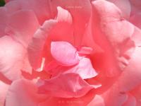 ANGELKISS
<br>
Blüten-Botschaft: Ich streichle und umarme dein Herz. | Die sanfte, liebevolle Energie dieser Blüte schenkt der Seele Geborgenheit. Zugleich wirkt die feine Schwingung der Engel wie eine zärtliche Berührung für Herz und Seele Die entspannende und harmonisierende Ausstrahlung dieses Blütenbildes stärkt das Gefühl von Sicherheit und Geborgenheit.
|
Größe: 90 x 60 cm und 120 x 80 cm 