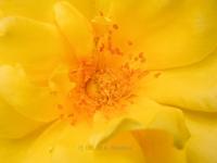 ENGELWELTEN
<br>
Blüten-Botschaft: Ich bringe dir die lichte Welt der Engel | Mit seiner feinen, heiteren Energie lichter Engelwelten strahlt dieses Blütenbild eine Atmosphäre von Leichtigkeit, Harmonie und Heiterkeit aus.  Die feinätherische Schwingung der Engel zaubert ein Lächeln ins Gemüt und verbreitet wie eine Sonne die heitere, lichtvolle Stimmung eines Sommertags.
|
Größe: 90 x 60 cm und 120 x 80 cm