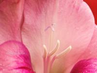 AUFERSTEHUNG
<br>
Blüten-Botschaft: Ich bin das Licht, die Liebe und das Leben. | Die lichte hochschwingende Energie dieser Blüte ist Tor zum Christusbewusstsein. Sie hilft, in Kontakt mit dieser reinen Kraft zu gelangen, um in unser höchstes Potenzial und in die Einheit hineinzuwachsen. Die Botschaft der Engel zu diesem Bild lautet: Wir umgeben euch mit Licht und führen euch zum Höchsten.
|
Größe: 90 x 60 cm