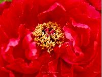 MARIAS GNADE
<br>
Blüten-Botschaft: Ich bin die euch umarmende Kraft der Gottesmutter. | Dieses leuchtende Blütenbild ist Tor zur  nährenden, Trost und Geborgenheit spendenden Energie der göttlichen Mutter Maria, in ihrer Umarmung atmet das Herz auf. Die sanfte Ausstrahlung dieser Blüte kann tiefgreifend harmonisierend wirken und die Entfaltung der Herzenskraft wunderbar anregen.
|
Größe: 80 x 60 cm und 100 x 75 cm